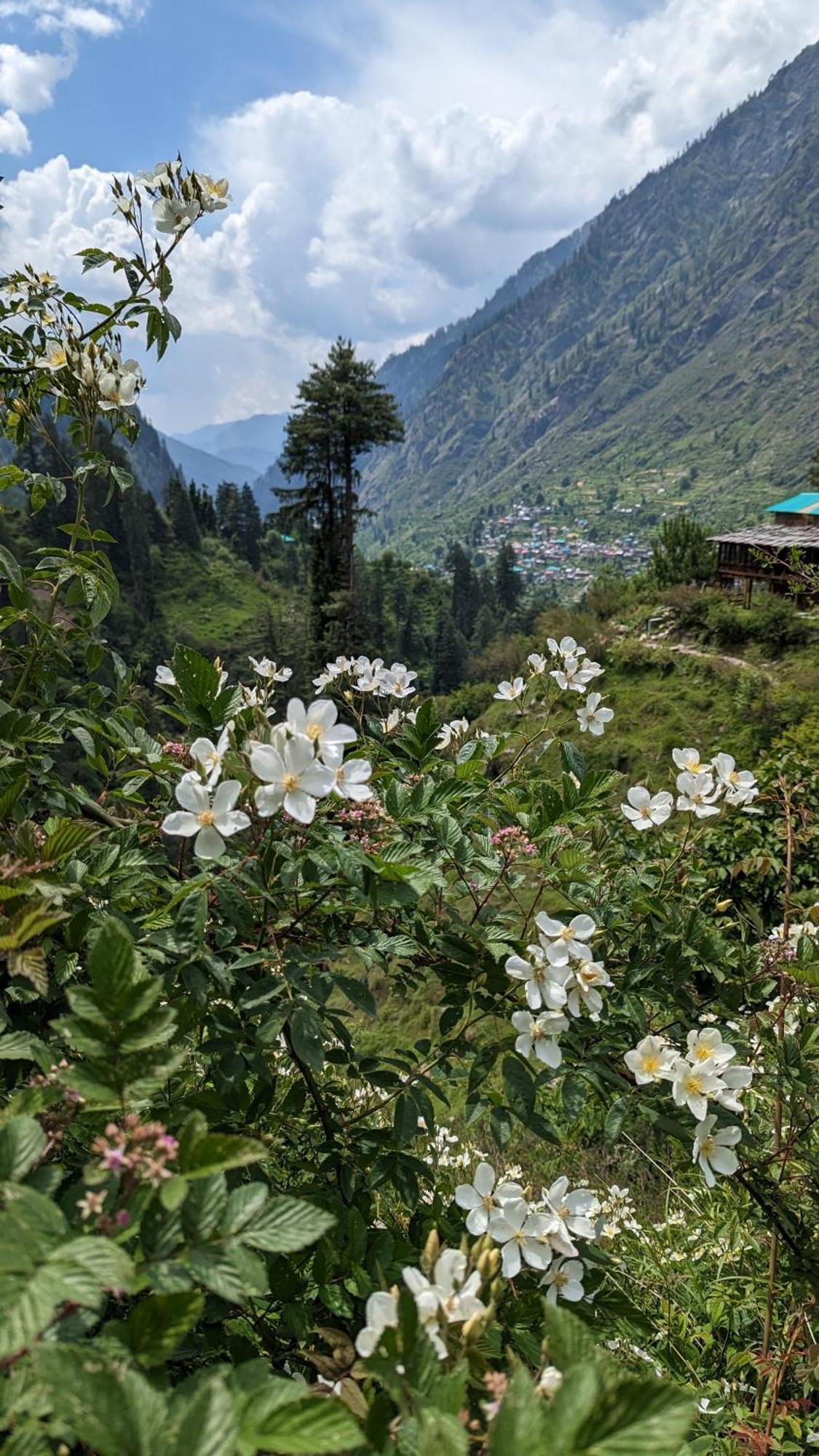 Holy Cow Cafe & Beds Hotel Kalgha Exterior foto